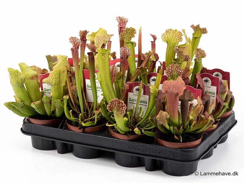 Sarracenia 9 cm mix 2 (120)