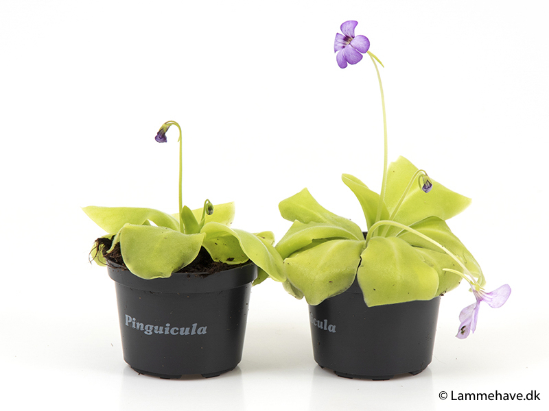 Pinguicula Tina (132)