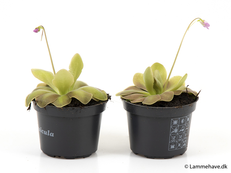 Pinguicula Weser (133)