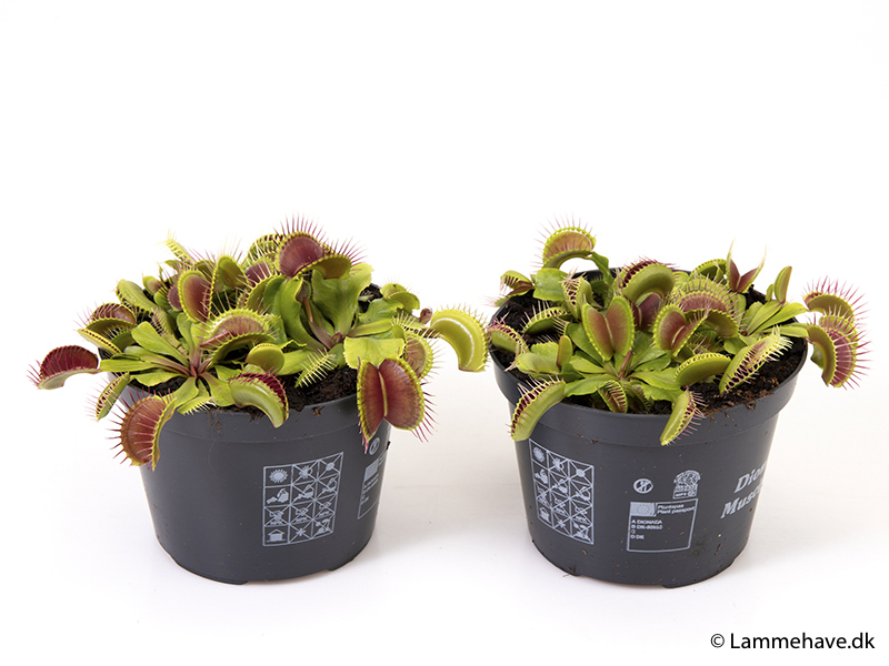 Dionaea muscipula 12 cm (171)