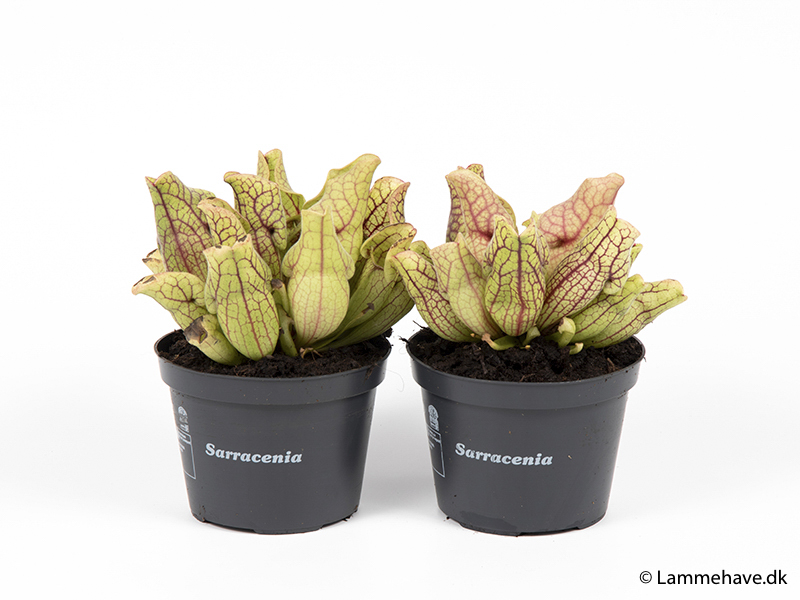 Plante carnivore : Sarracenia leucophylla - POT 2L - Gamm vert